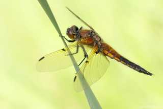 Libellula quadrimaculata