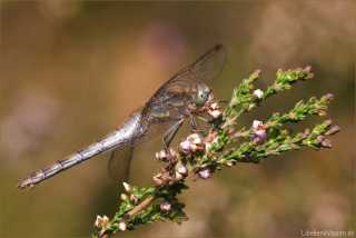 Sympetrum striolatum - female