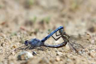 Orthetrum brunneum
