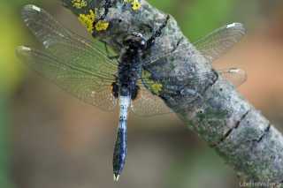 Leucorrhinia caudalis