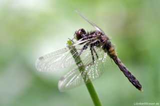 Leucorrhinia caudalis juvenil male