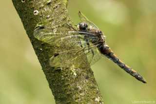Leucorrhinia rubicunda - female - adult _img_8161