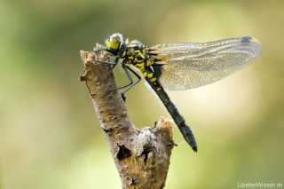 Leucorrhinia dubia, female immature