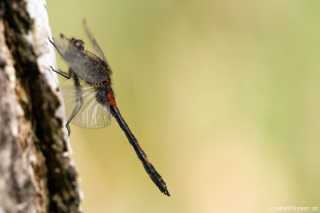 Leucorrhinia dubia, male mature - Libelle des Jahres 2014