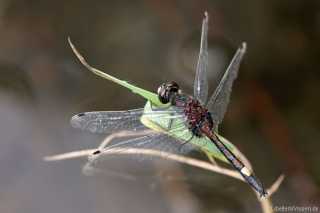 Leucorrhinia pectoralis - male 3