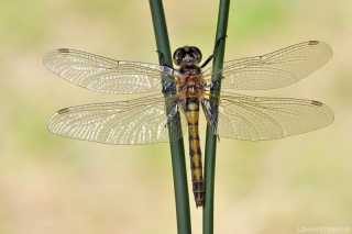 Leucorrhinia rubicunda female