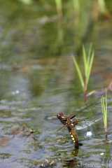 Libellula depressa Eiablage
