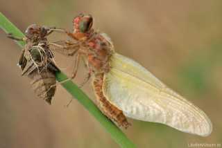 Libellula fulva - female - Metamorphose