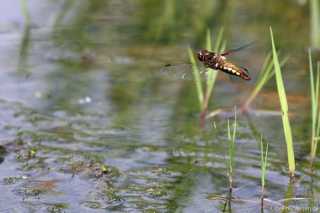Libellula depressa female