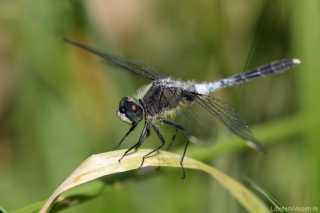 Leucorrhinia albifrons - adult male