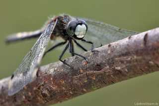 Leucorrhinia pectoralis - white nose