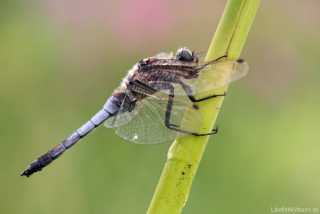Orthetrum cancellatum - male - (our biggest Libellulidae)