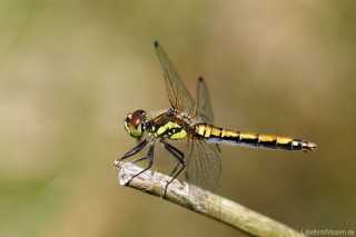 Sympetrum danae - weiblich