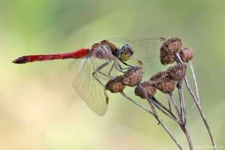 Sympetrum depressiusculum-male