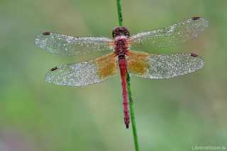 Sympetrum flaveolum - Männchen