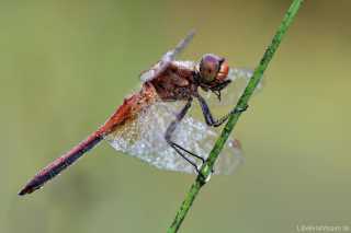 Sympetrum flaveolum - male, early in the morning