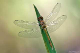 Sympetrum sanguineum-immature