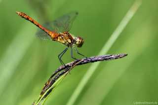 Sympetrum sanguineum-m-obelisk