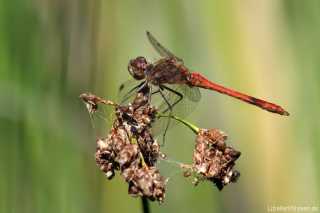 Sympetrum vulgatum - adult male