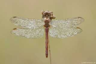 Sympetrum vulgatum