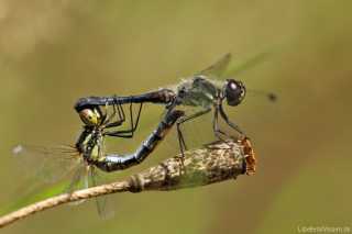 Sympetrum danae - kopula
