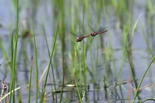 Sympetrum striolatum, Eiablage im Tandemflugg_11