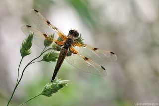 Libellula quadrimaculata - female (img_4255)
