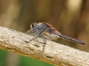 Leucorrhinia rubicunda - male IMG_2678