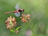Sympetrum sanguineum - male - IMG_3089