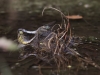 Orthetrum cancellatum - copula - IMG_7681