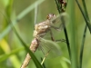 Orthetrum brunneum - female immature - IMG_7716