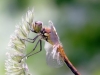 Sympetrum flaveolum - male immature _IMG_8121