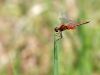 Sympetrum flaveolum - male mature - IMG_8165.jpg