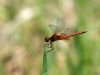 Sympetrum flaveolum - male mature - IMG_8166.jpg
