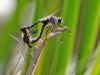 Leucorrhinia albifrons - copula IMG_8242