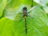 Leucorrhinia dubia - teneral male (immature)