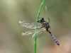 Leucorrhinia caudalis - male