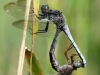 Orthetrum coerulescens - copula