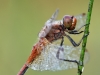 Sympetrum flaveolum - male _IMG_0639