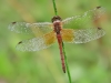Sympetrum flaveolum - male 02