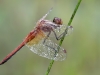 Sympetrum flaveolum - male 03