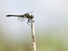 Sympetrum danae - male_IMG_32