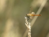 Sympetrum depressiusculum - male immature