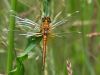 Sympetrum flaveolum - male immature