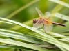 Sympetrum flaveolum - male