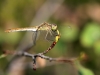 Sympetrum meridionale - female 1