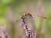 Sympetrum meridionale - female 3