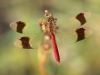 Sympetrum pedemontanum - male _IMG