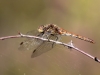 Sympetrum vulgatum - female