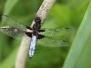 Libellula depressa - adult male